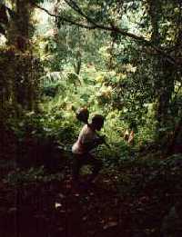 Man walking through rain forest.